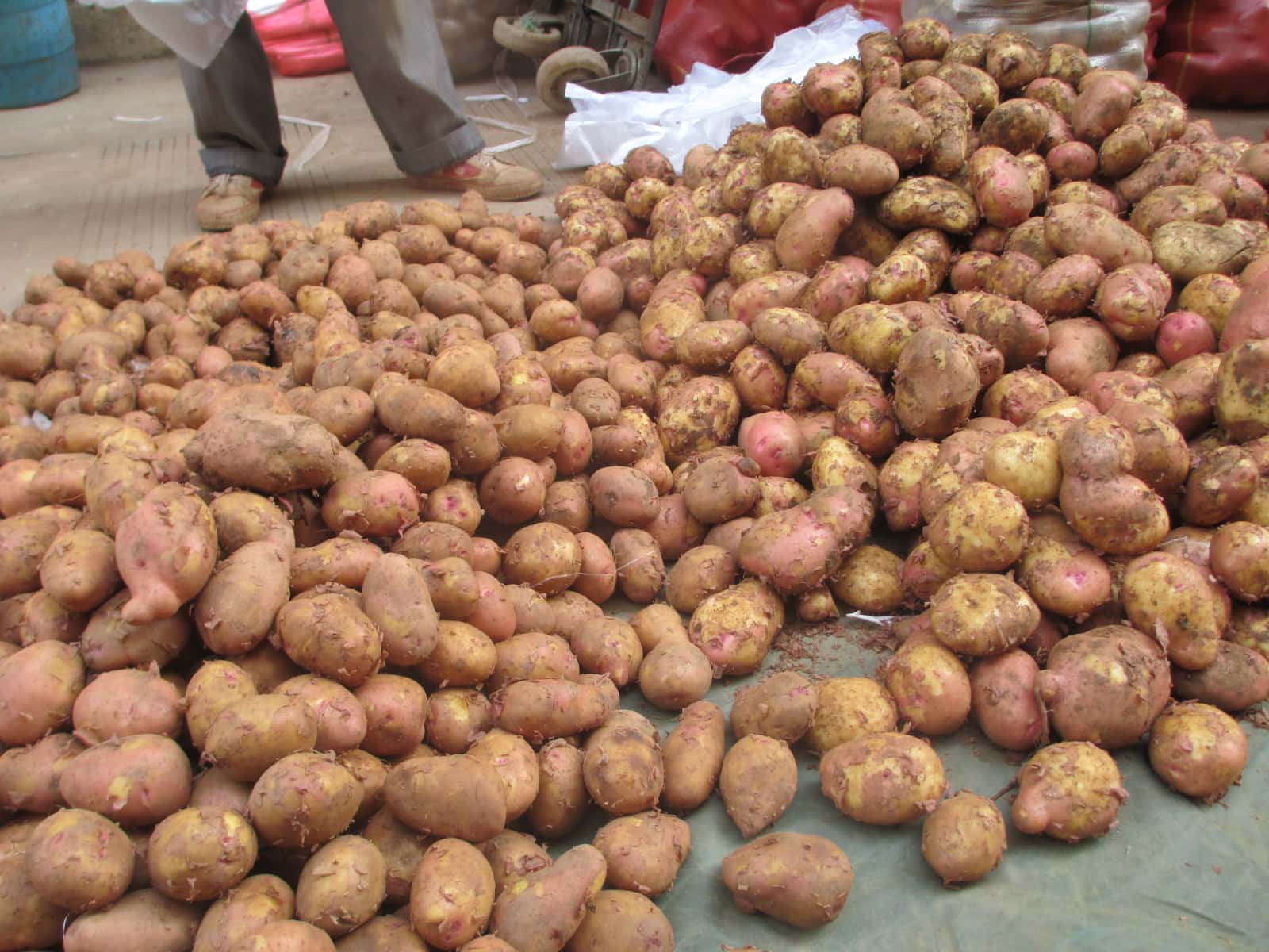 Improved potatoes for millions in Asia
