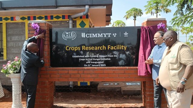 Kenya Agriculture and Livestock Research Organisation (KALRO) chairman Thuo Mathenge and Director General Eliud Kireger together with CIMMYT's Prasanna Boddupalli during the inauguration of the research facility in Kiboko, Kenya