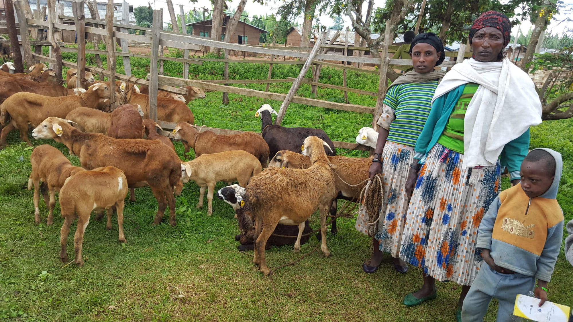Community-based sheep and goat breeding