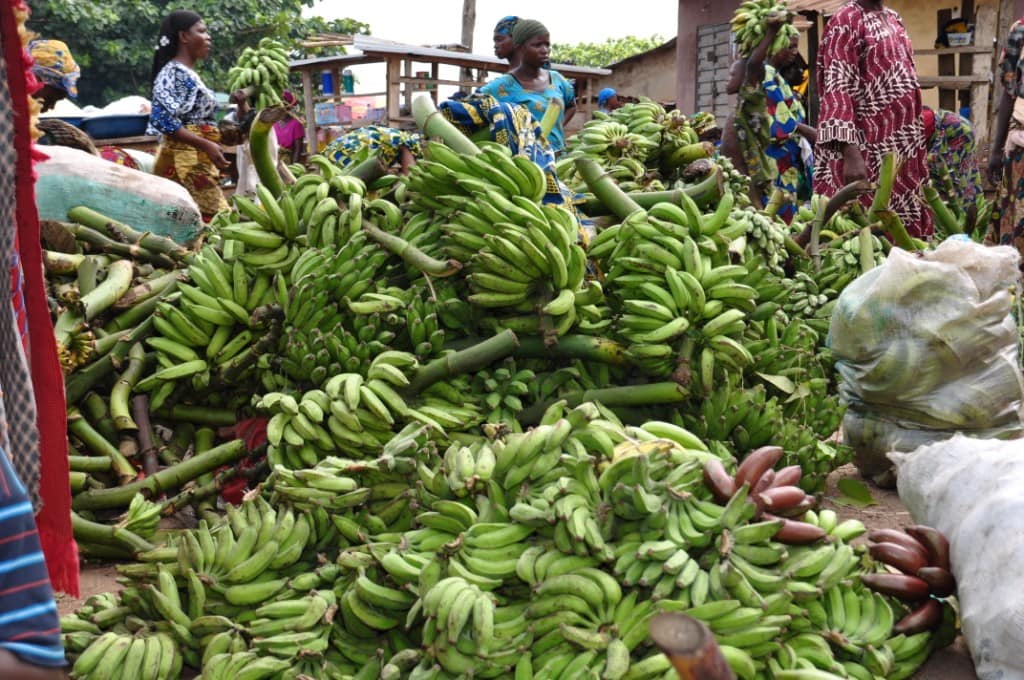 Hardier bananas and plantains
