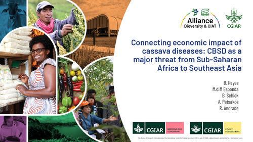 Connecting economic impact of cassava diseases CBSD as a major threat from Sub-Saharan Africa to Southeast Asia