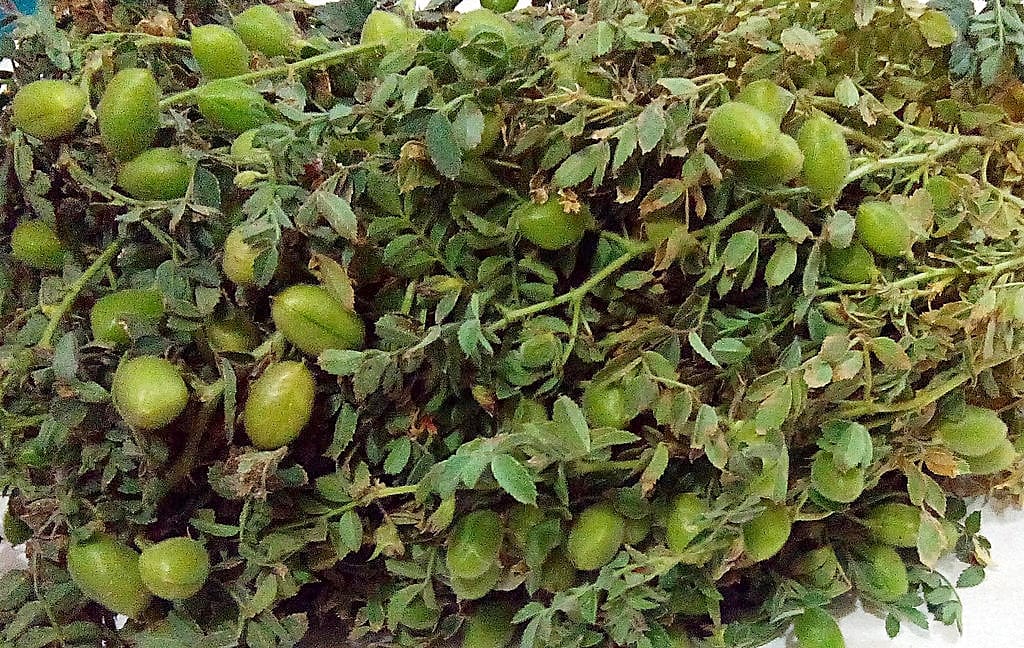 How small-scale farmers jumped commercialisation hurdles in Ethiopia (ICRAF)