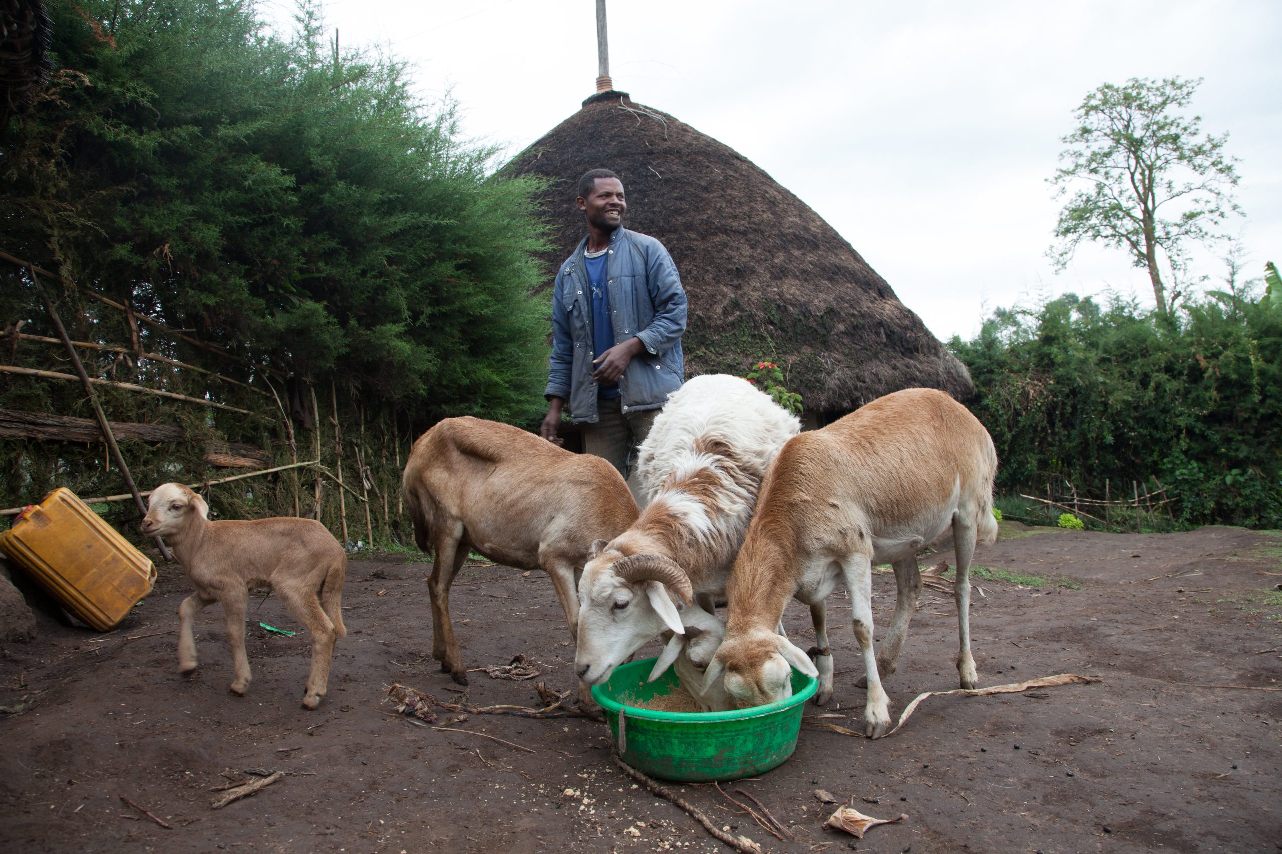 Farmer feeds his sheep in Doyogena, Ethiopia.