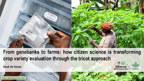 From genebanks to farms: How citizen science is transforming crop variety evaluation through the tricot approach