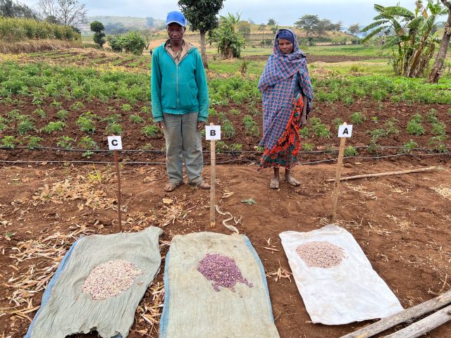 Harvest Tricot Experiment in Karatu, Tanzania. Credits: Mabel Nabateragga.