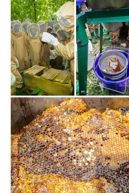 Honey harvesting with forest-edge communities after bee-keeping training from IITA Forest Center
