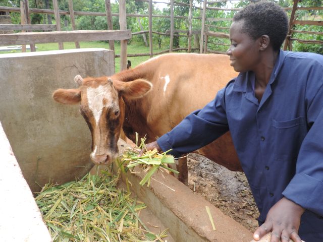 A Kenyan farmer feeds her dairy cow with Brachiaria grass