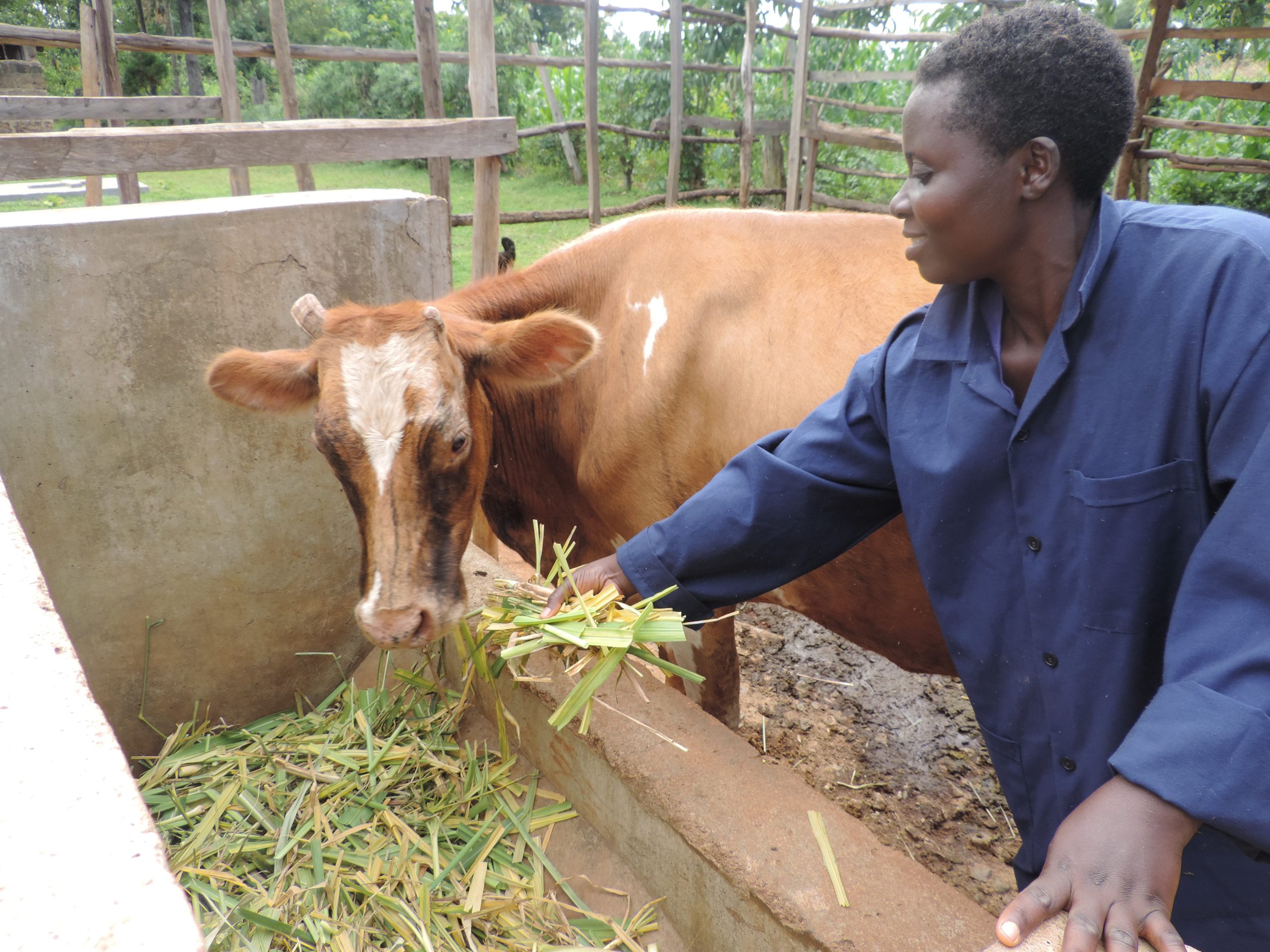 A Kenyan farmer feeds her dairy cow with Brachiaria grass