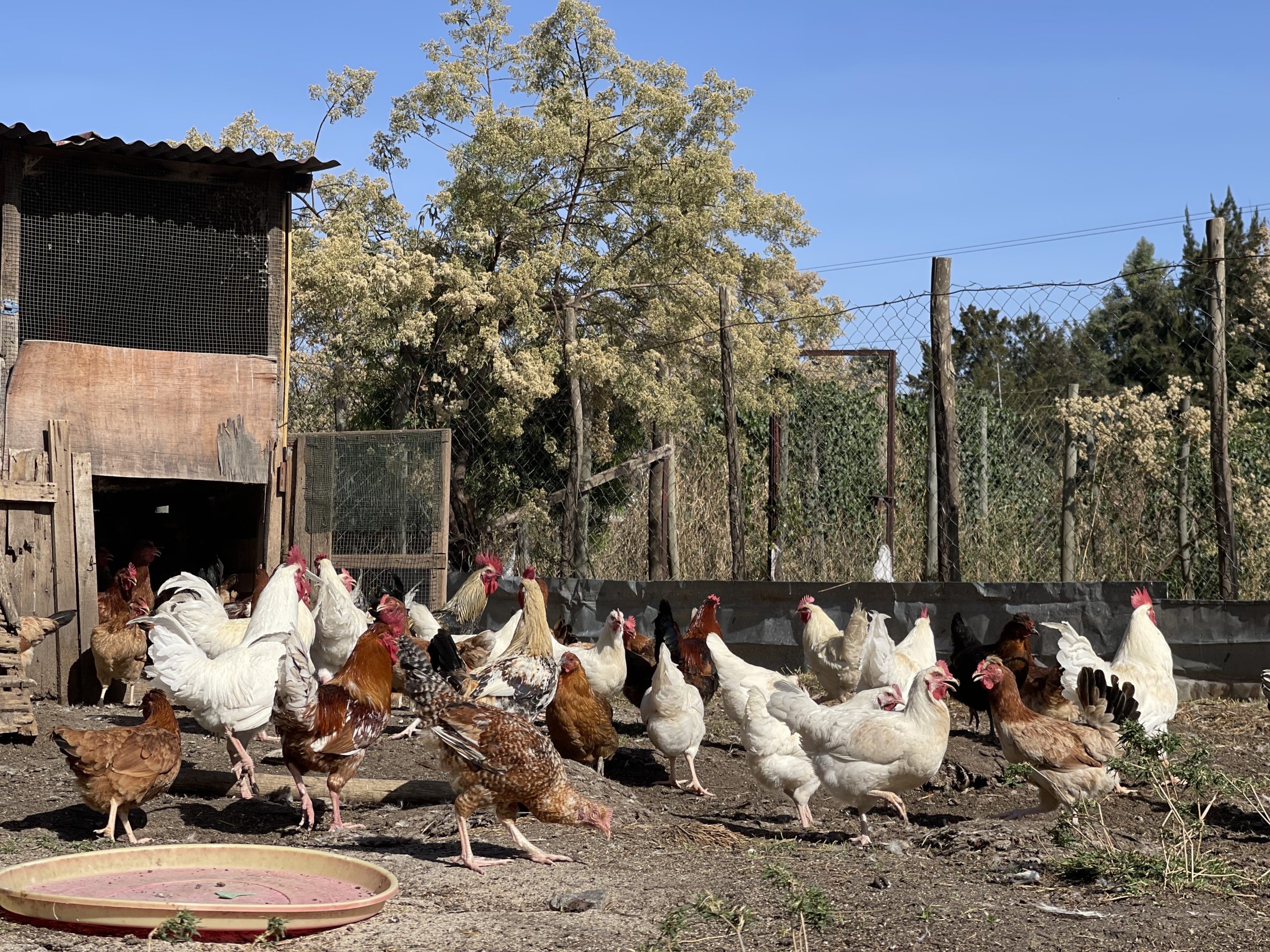 Tilili chickens, an improved crossbreed developed by the ILRI Poultry Facility, Addis Ababa, Ethiopia